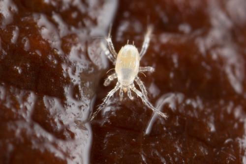Rhagidia sp.